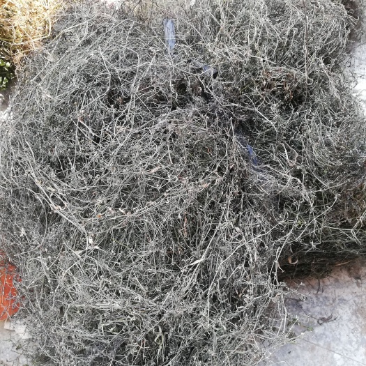 白花蛇舌草  广西白花舌草，一手货源、价格美丽，欢迎新老客户预订