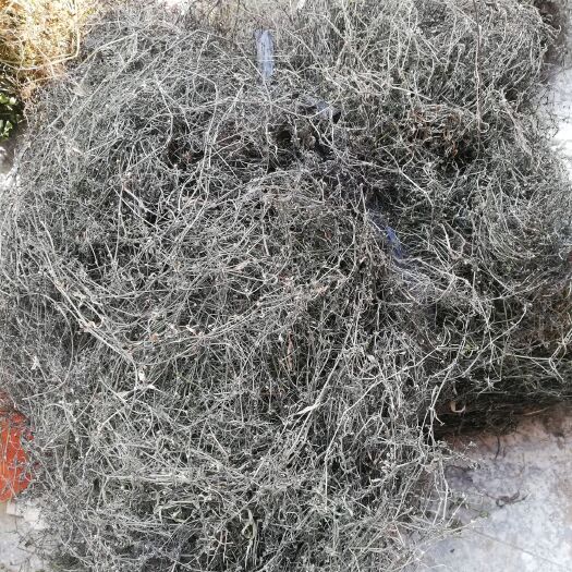全州县白花蛇舌草  广西白花舌草，一手货源、价格美丽，欢迎新老客户预订