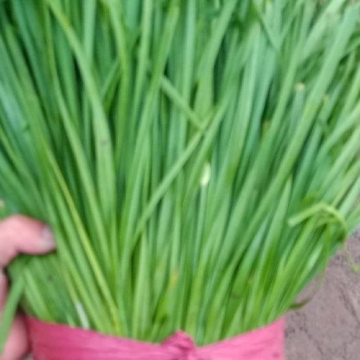 聊城韭菜头刀二刀三刀大量上市中