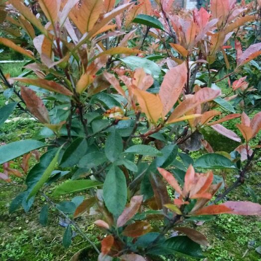 阳朔县红叶南天竹盆栽 红叶楠