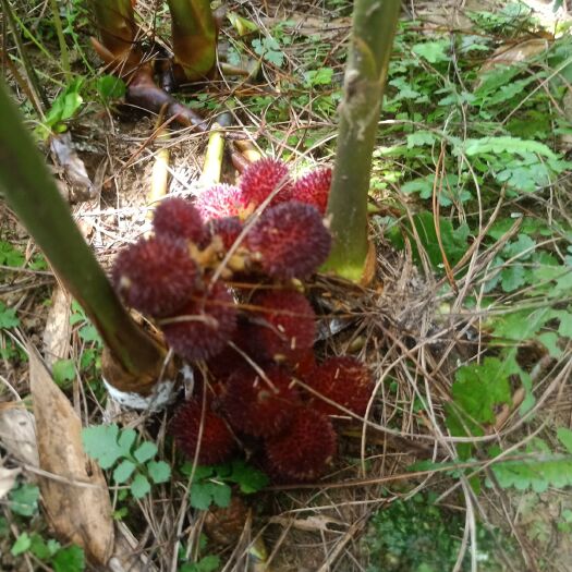怀集县 广东春砂仁生态种植基地；新鲜出售现摘现卖！欢迎来信洽谈采购！