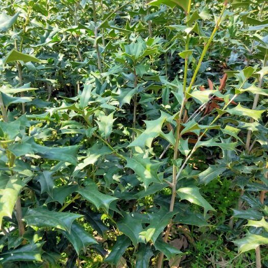 商城县构骨  枸骨树老虎刺老鼠刺苗猫儿刺有刺枸骨树鸟不宿盆景盆栽园