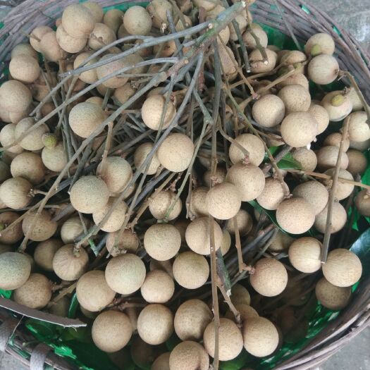 泸州龙眼 四川泸州新鲜现摘桂圆