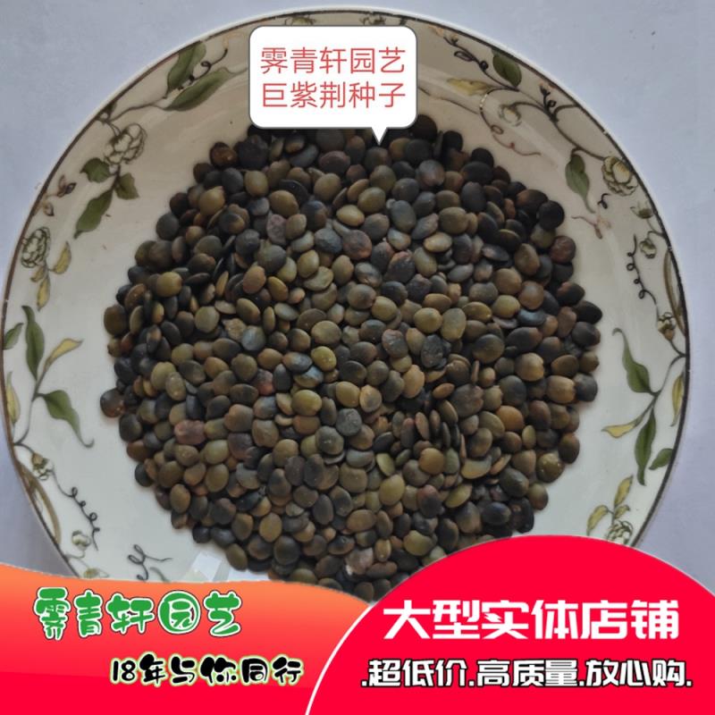 沭阳县新采紫荆种子紫荆花种子巨紫荆洋紫荆种子红花紫荆种子
