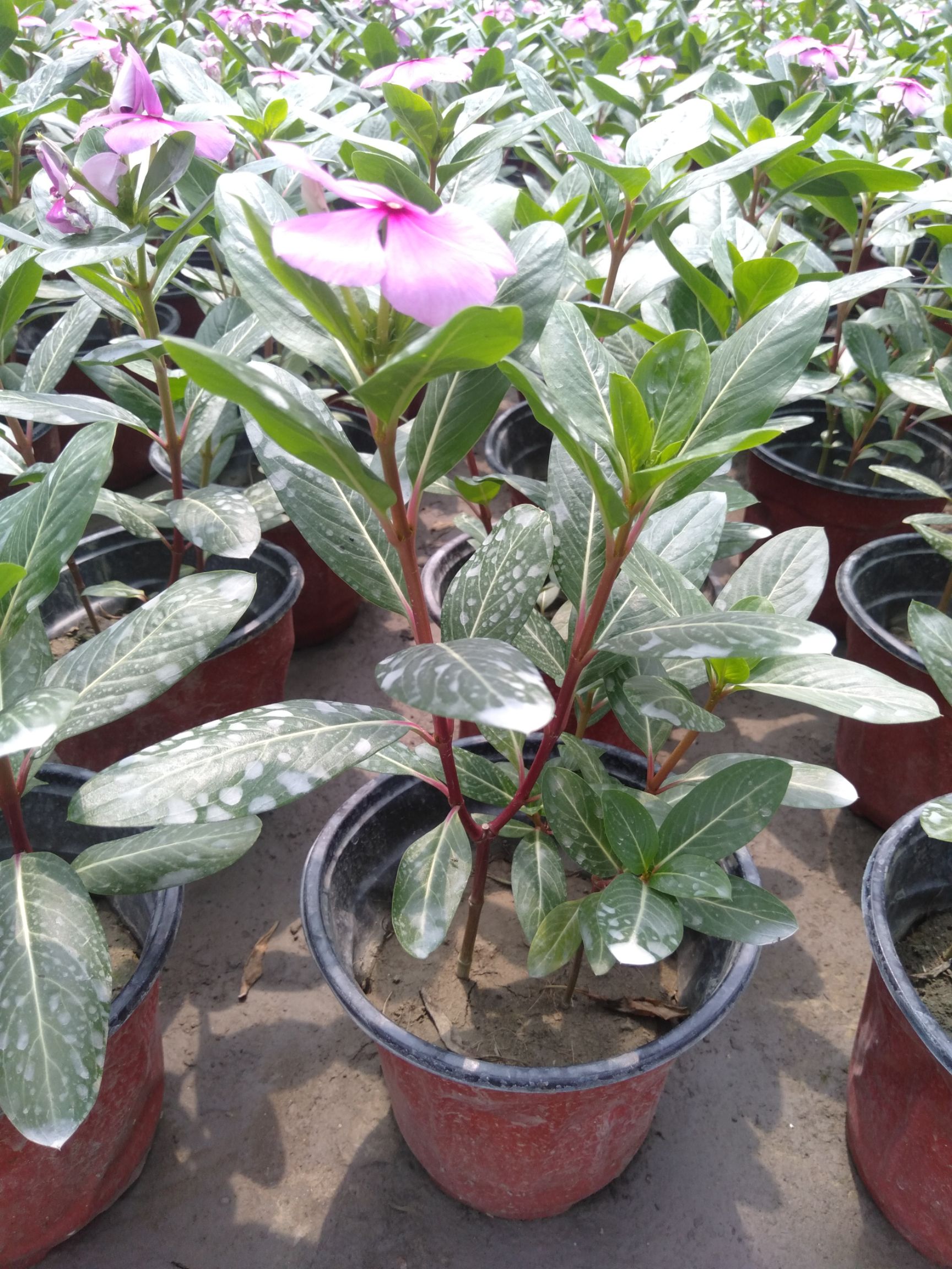  长春花，18双色杯长春花