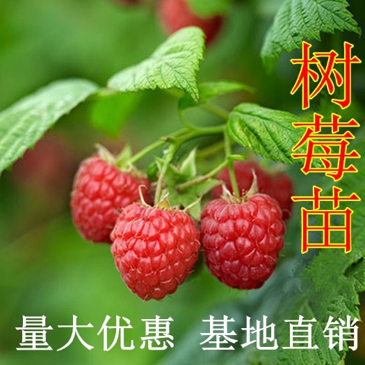 平邑县 当年结果黑树莓苗双季树莓苗视频看货基地直供量大从优