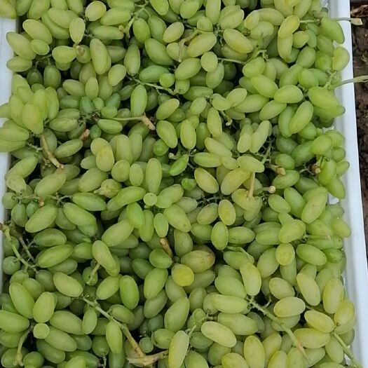 龙口市巨峰葡萄  烟台龙口葡萄各品种陆续上市了