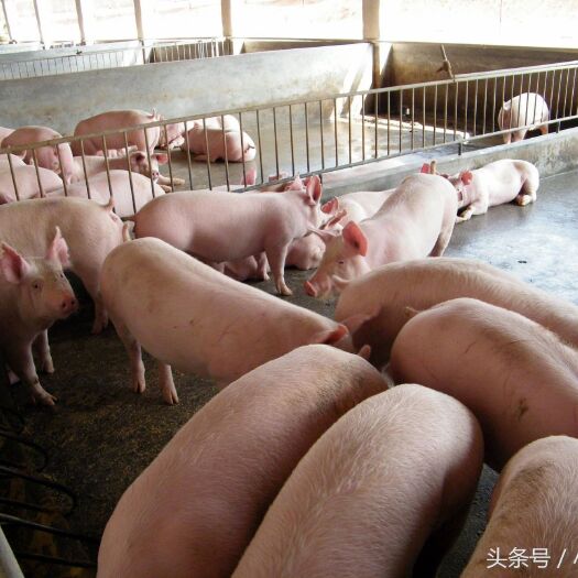 内乡县 猪大肠，肠衣