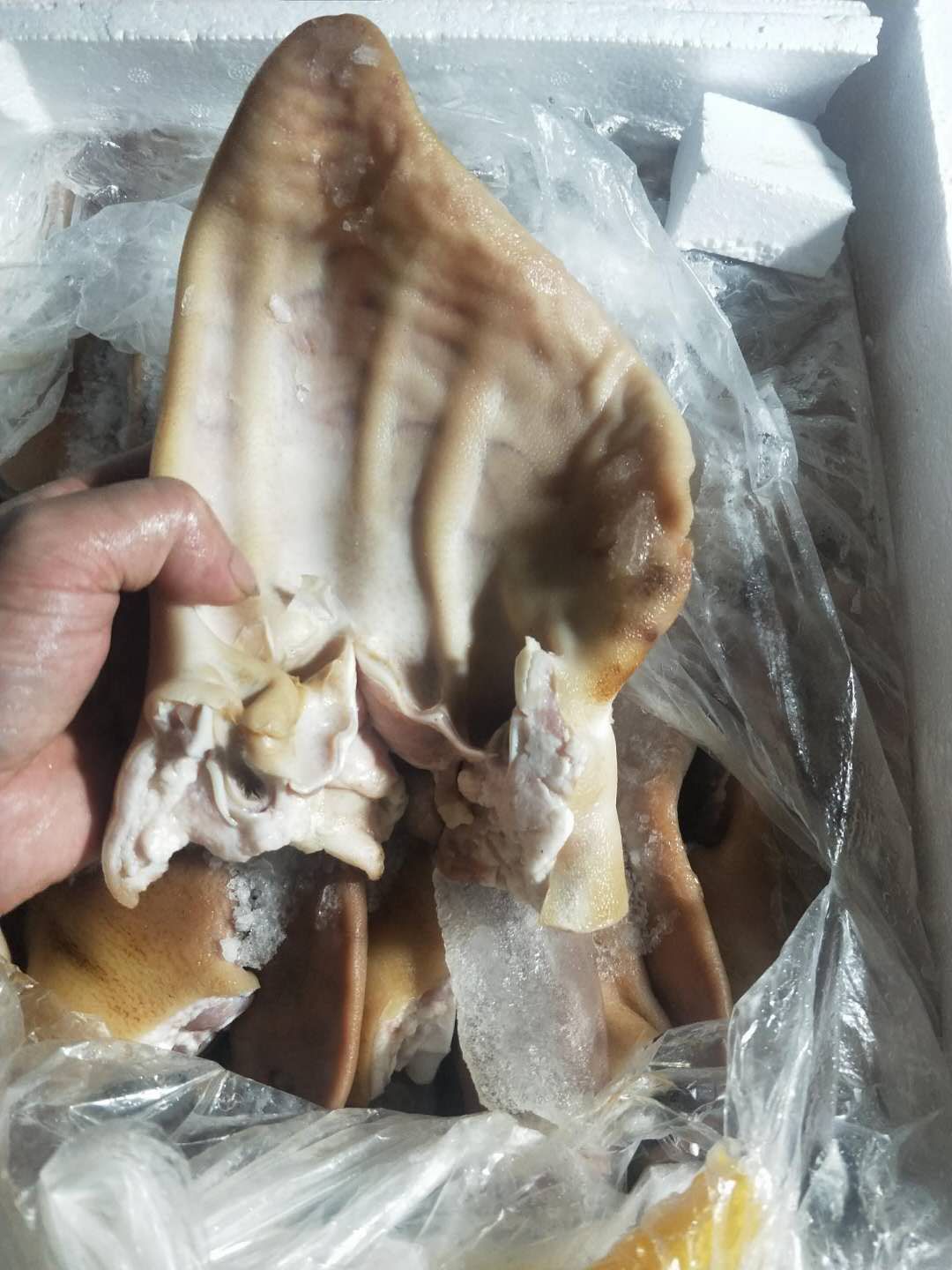 生鲜冷冻猪耳朵 猪耳片 干净无毛 卤菜店 整箱20斤