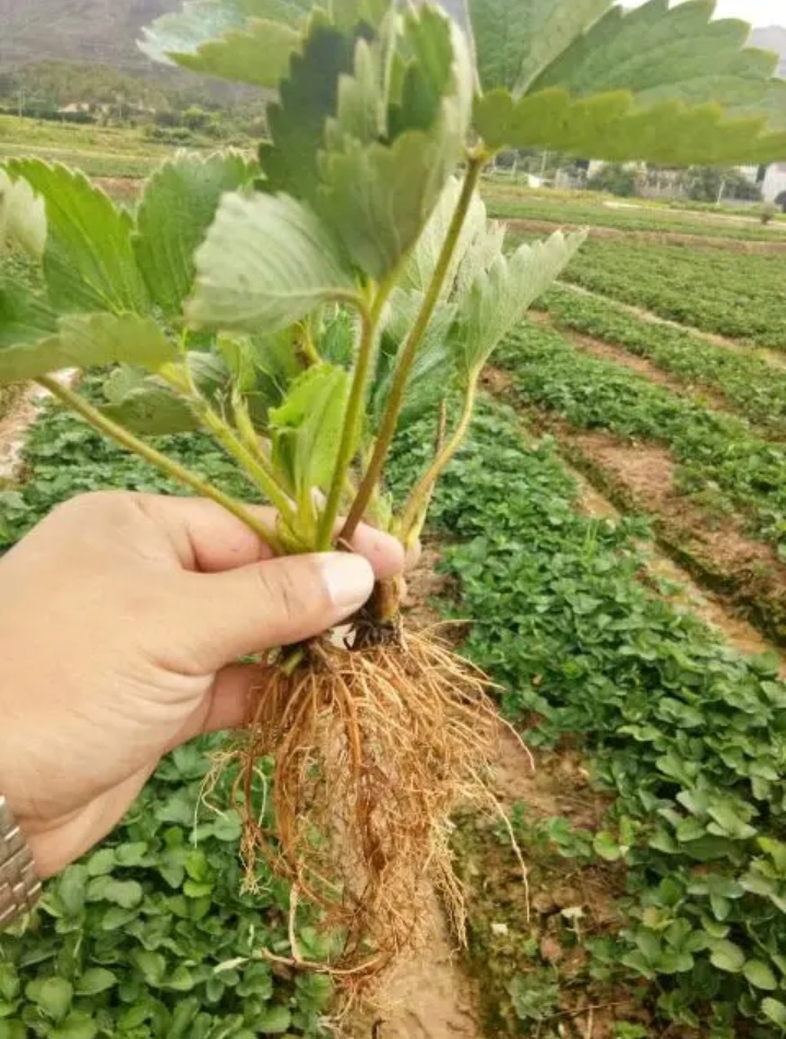 章姬草莓苗  脱毒一代草莓苗 奶油草莓苗，牛奶草莓苗。品种齐全良心苗保品种