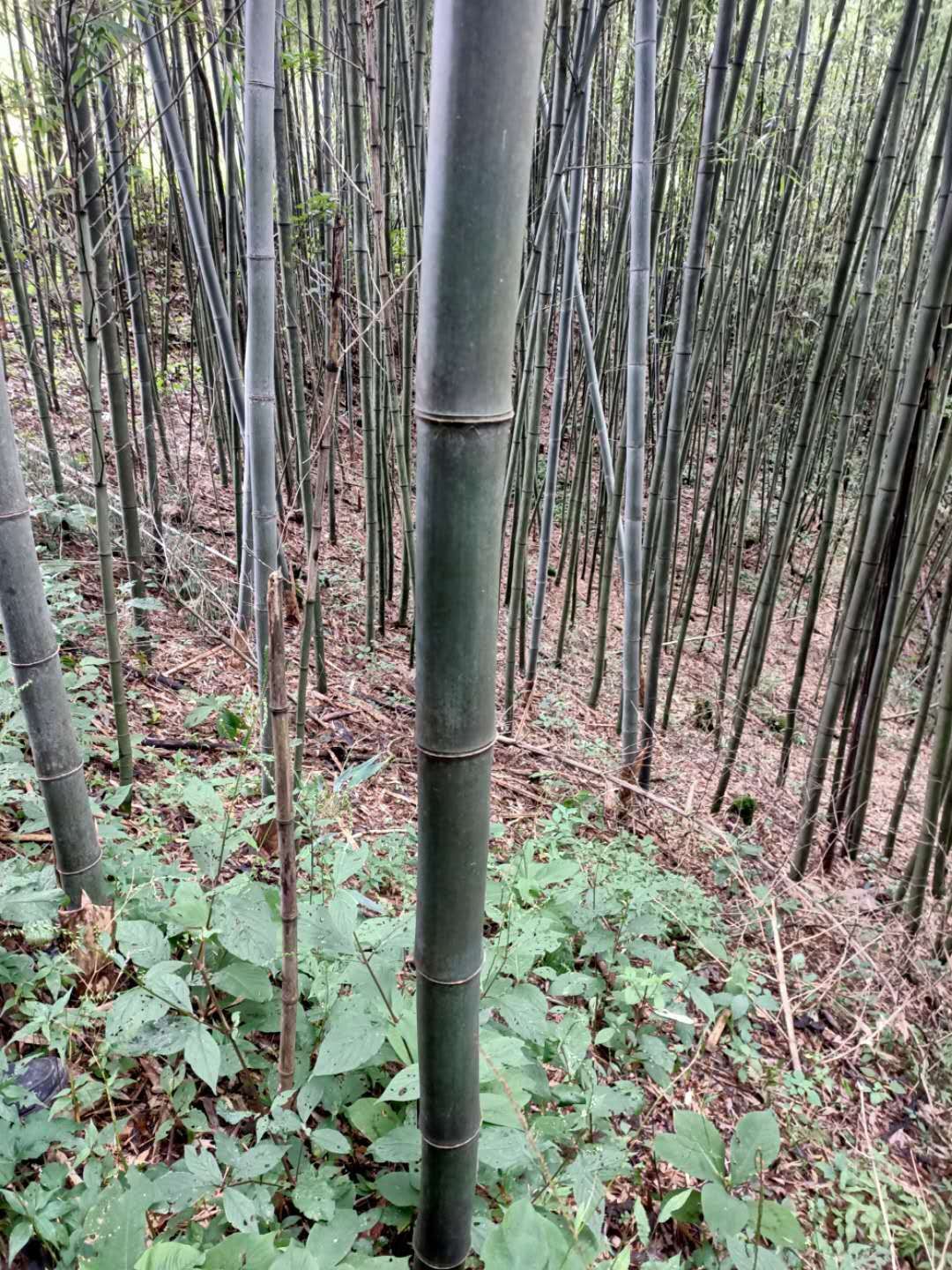 菜架竹 6.7.8.9米长竹大量供应，有需要的老板欢迎随时订购！
