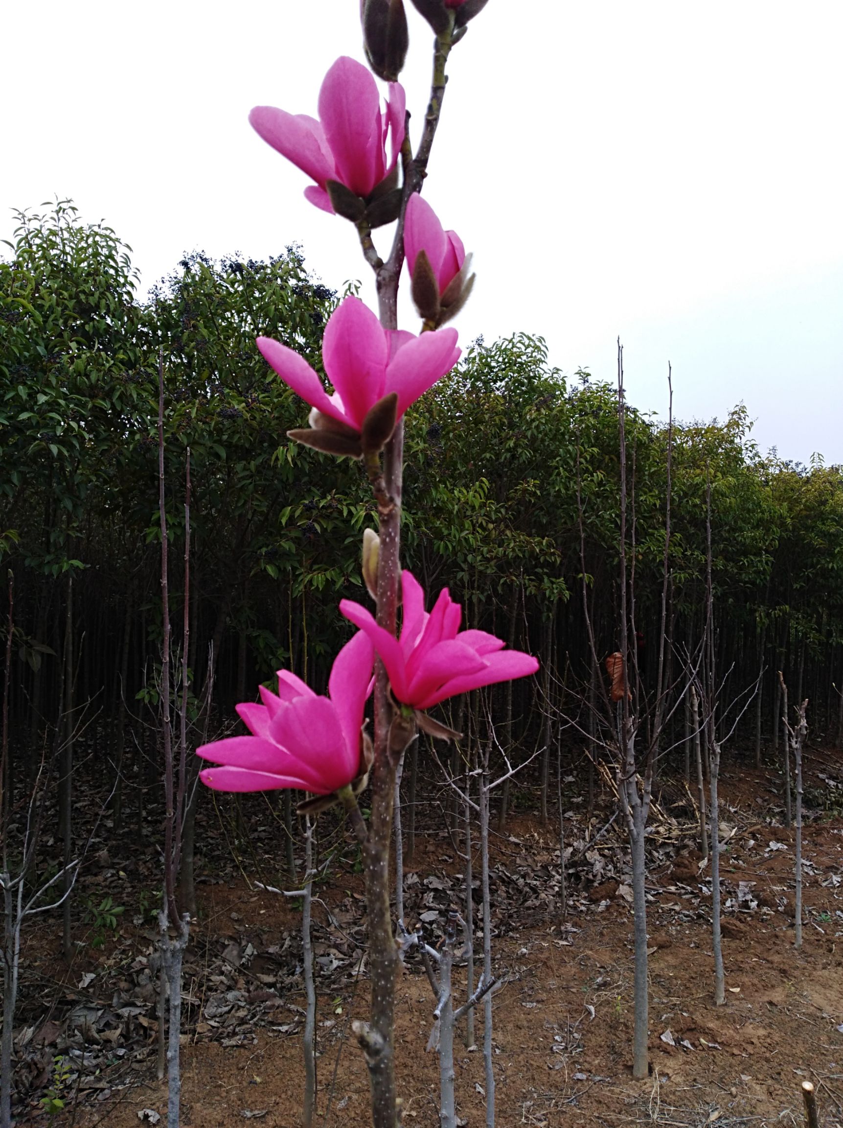 娇红一号红花玉兰