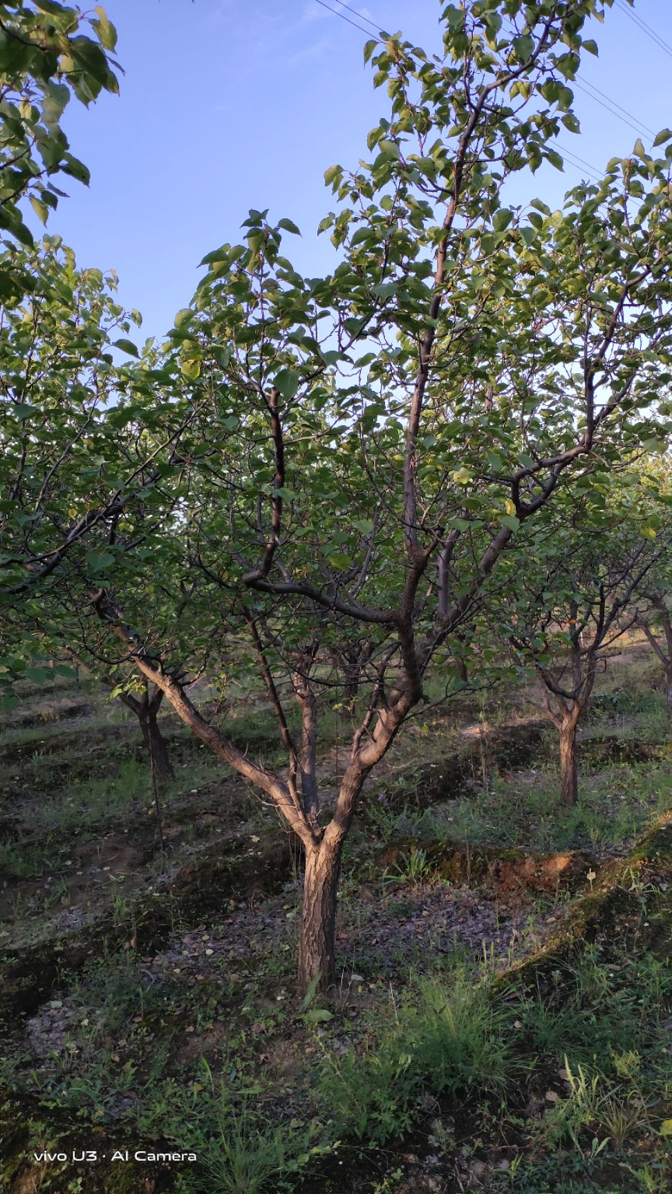 山杏苗 山杏树，各种规格杏树，低价供应
