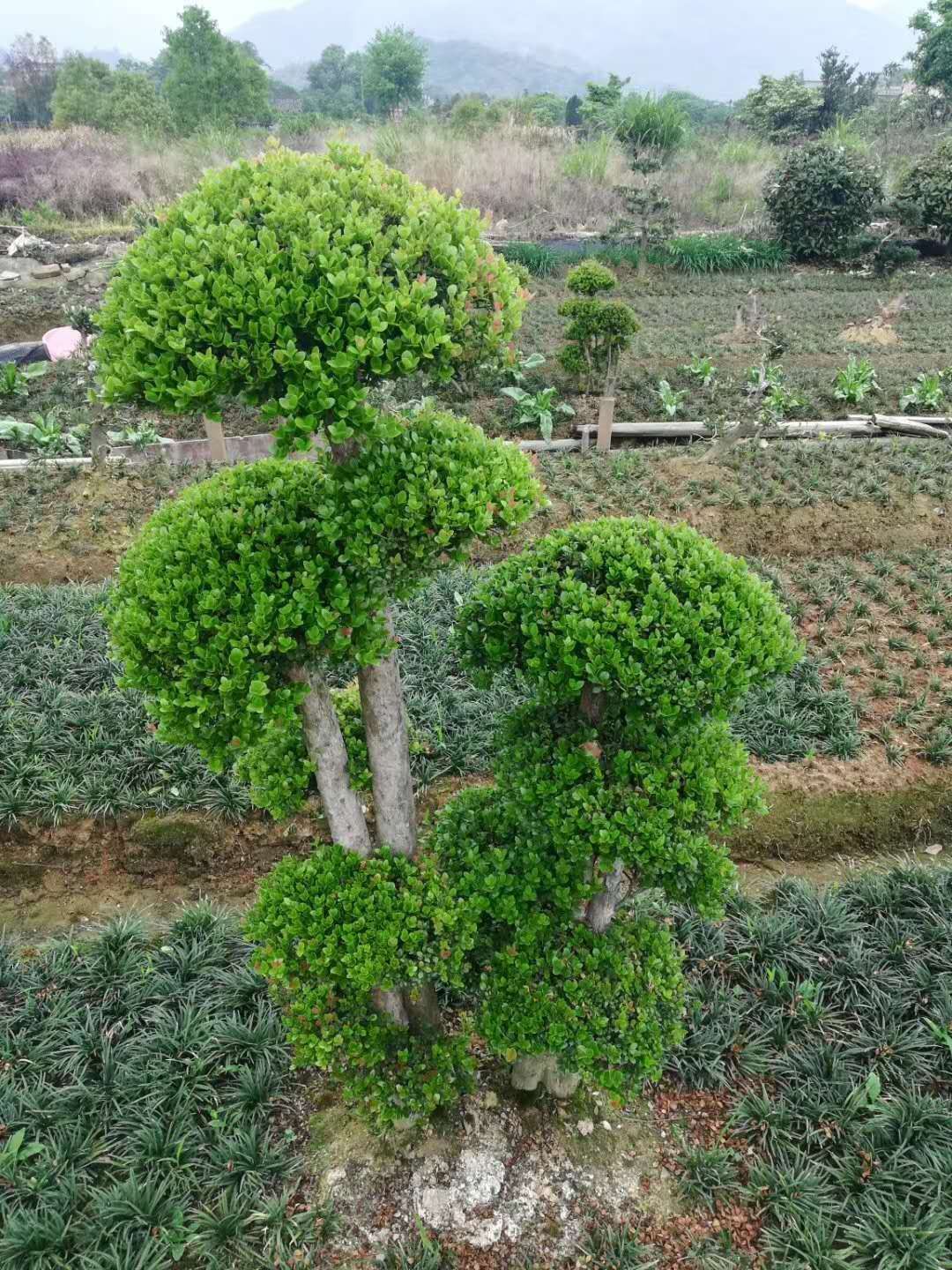 单杆造型大赤楠树图片