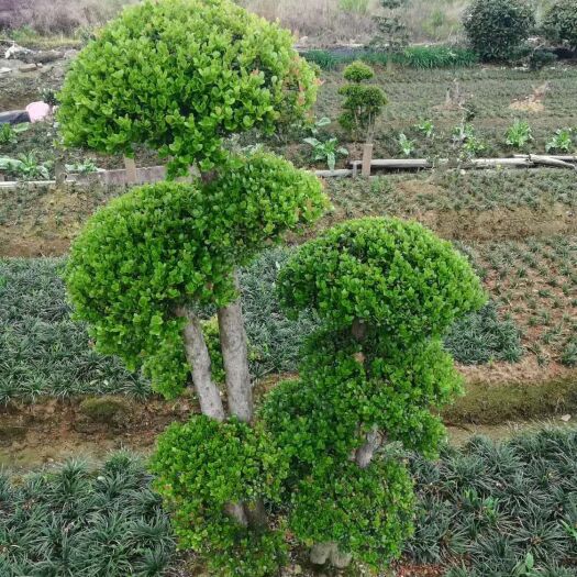 九江赤楠桩 造型赤楠，江西造型赤楠树，大量供应各种规格型号的造型树。