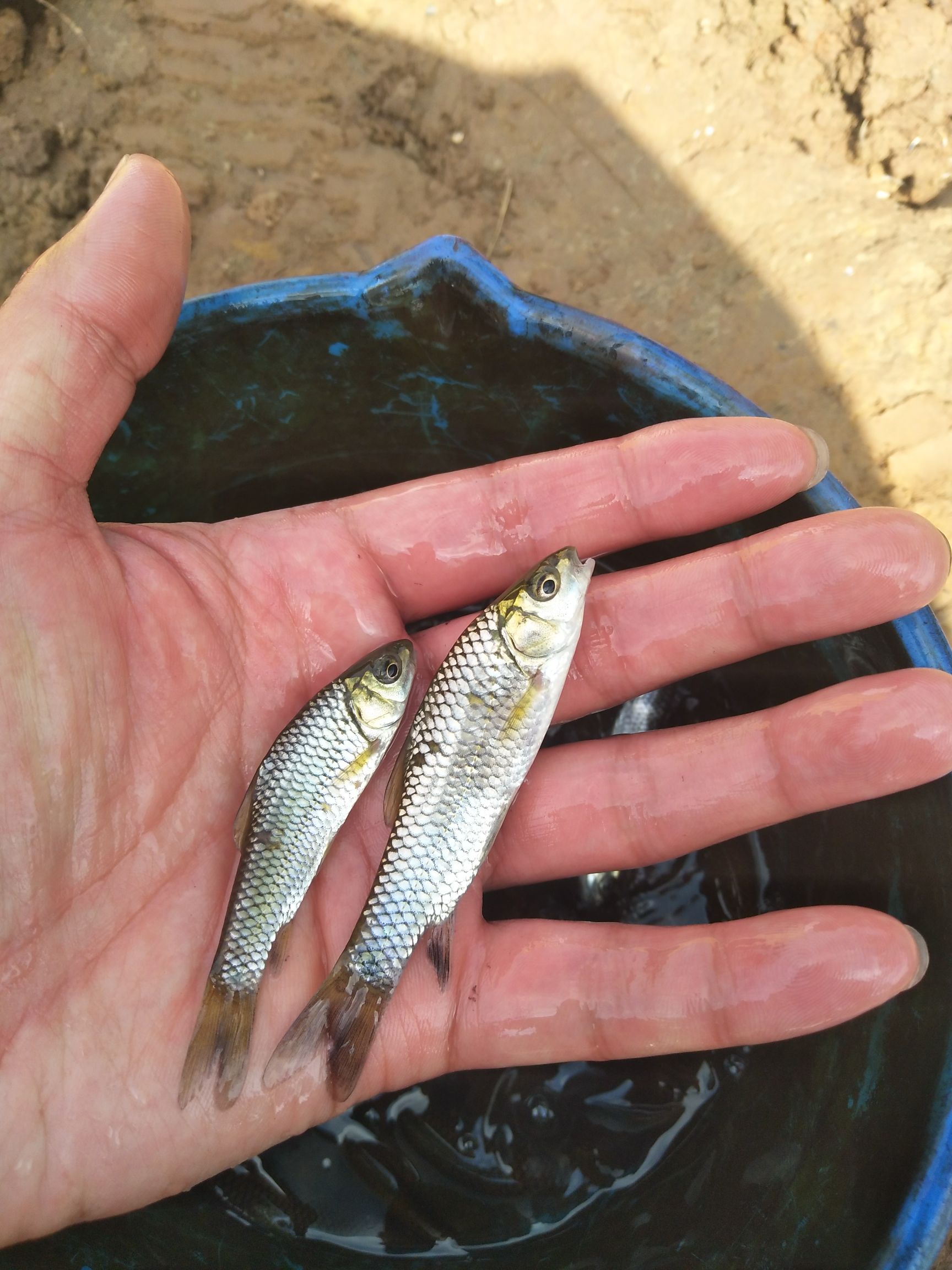 [清波魚魚苗批發]清波魚魚苗 清波魚苗 倒刺䰾 提供