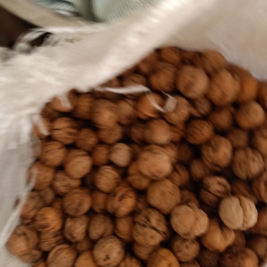 高平市山核桃  自家的一点核桃