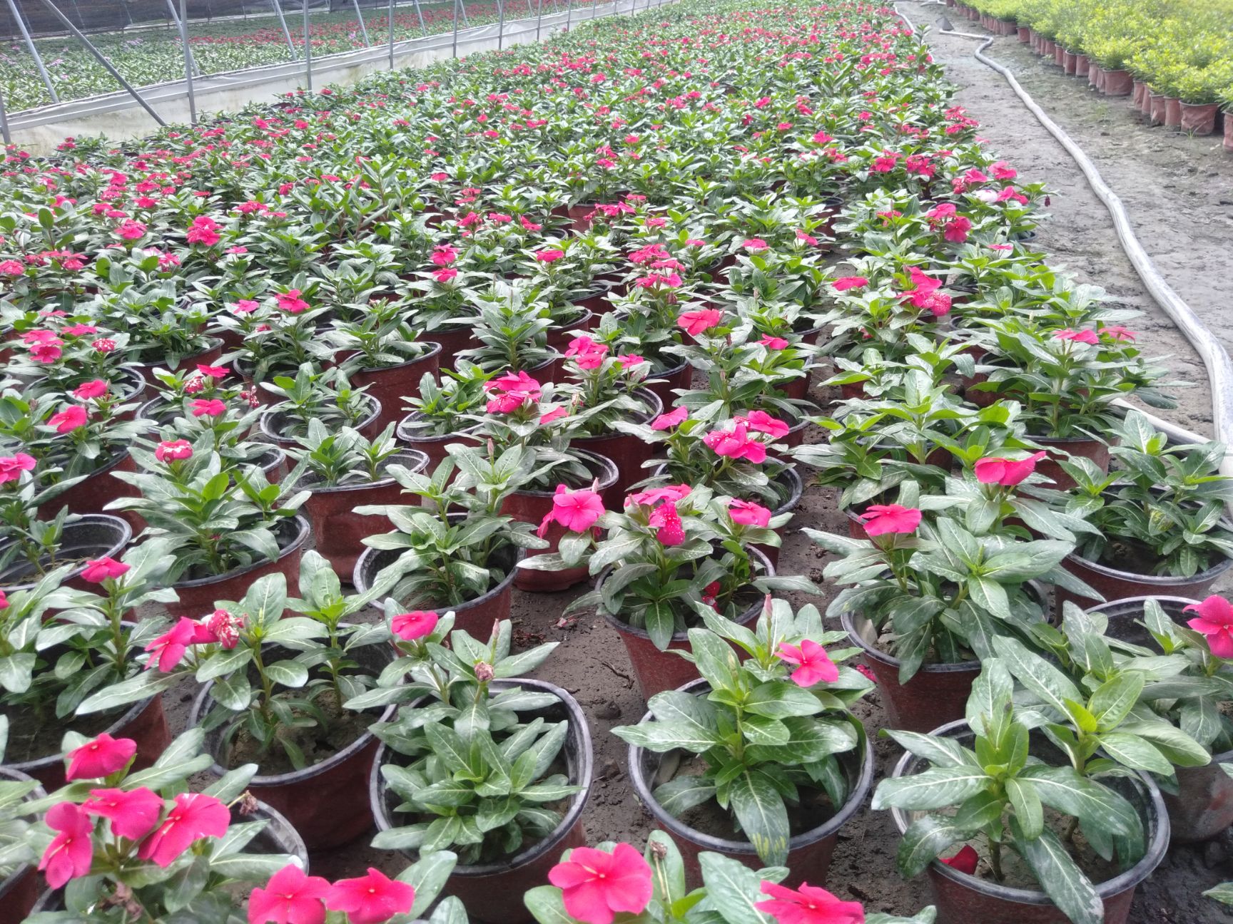 长春花，18双色杯长春花