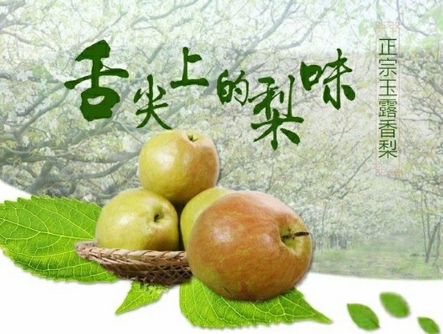 隰县隰(xi)县玉露香梨