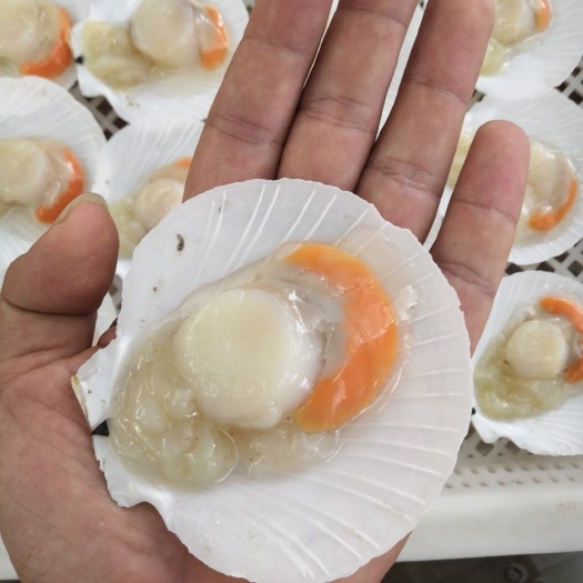 北海 日月贝 太阳贝 飞螺 产地供应 全国包邮