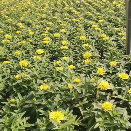 成都百日草，百日草杯苗，百日草批发