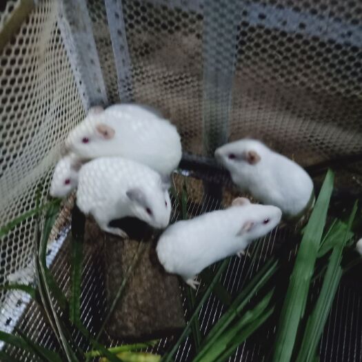 阳江荷兰鼠  百草荷兰猪兔豚