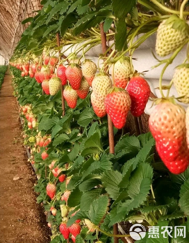 自己苗圃直销优质草莓苗 红玉草莓苗，红御姬草莓苗根系发达