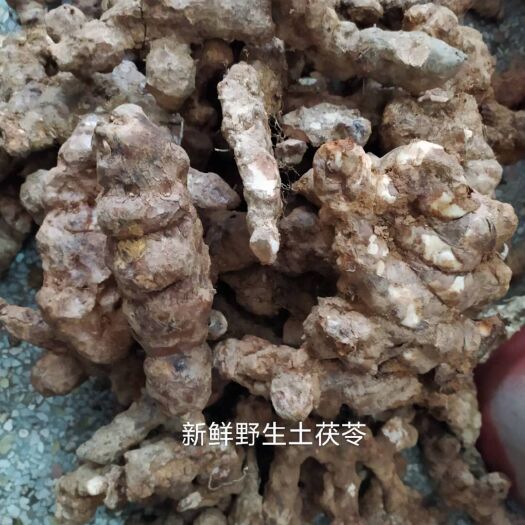 罗定市 新鲜够大广东罗定本地土茯苓。