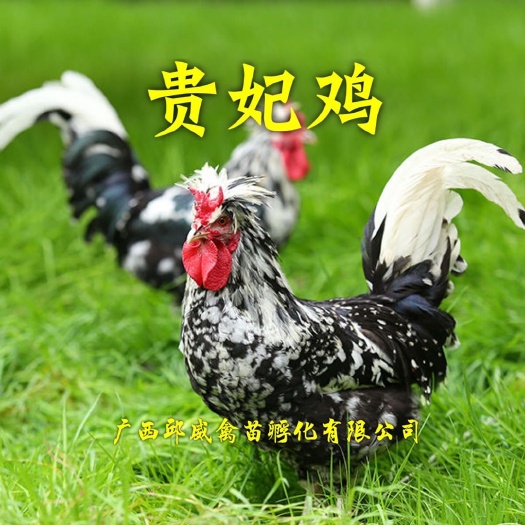 贵阳 贵妃鸡苗，全国发货包打疫苗