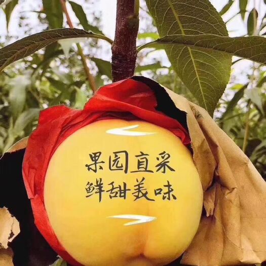 礼泉县 脆甜黄桃