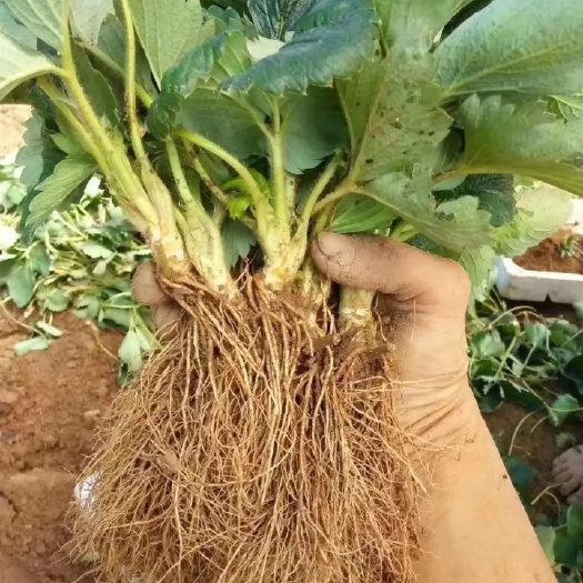 湖州妙香7号草莓苗  红颜，秒香7号，菠萝草莓，桃熏草莓苗 自家苗圃基地直销保品
