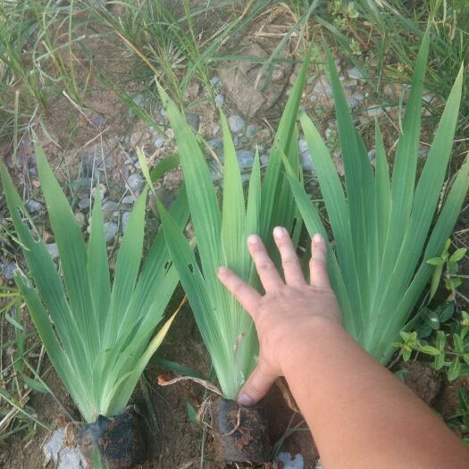 青州市 鸢尾种植基地