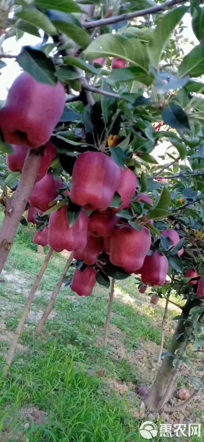 花牛苹果  天水花牛，套袋红星苹果，欢迎选购