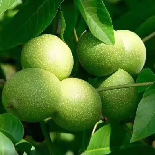 石家庄 出售核桃，约5000斤