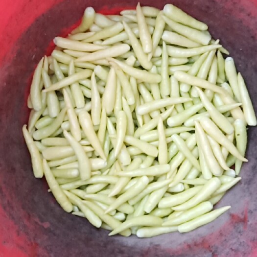 郸城县 大量鲜泡椒上市了，有需要的老板可以联系，价格实惠