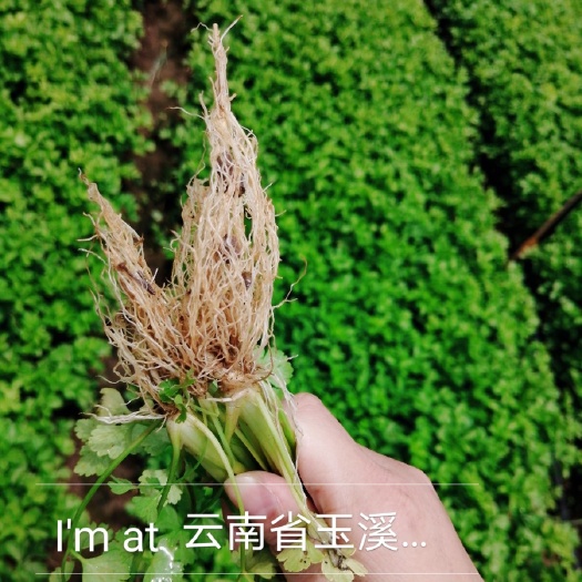 郑州蔬菜专用肥 韩国专利