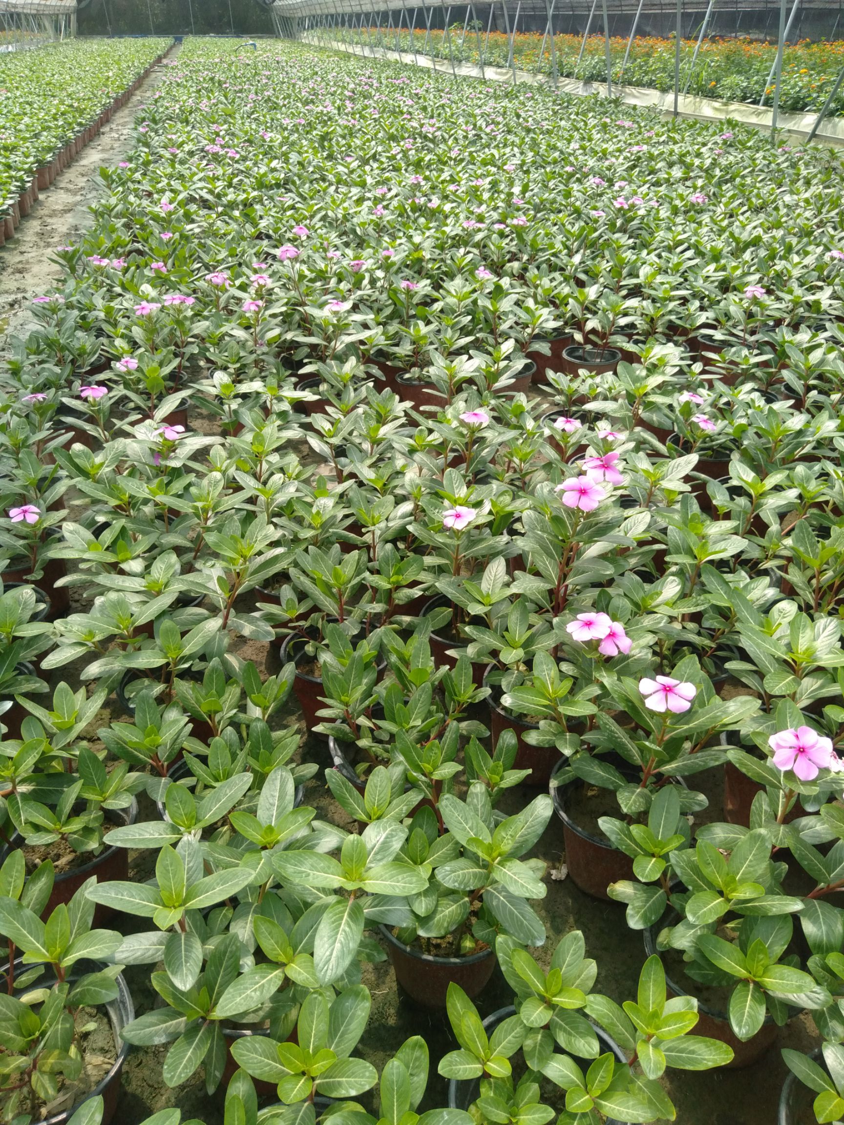  长春花，18双色杯长春花