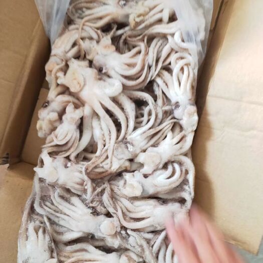 连云港冷冻鱿鱼  机洗鱿鱼头