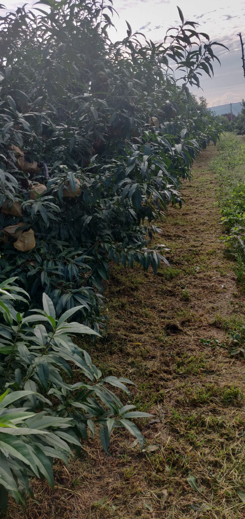 桃王九九 桃之夭夭，灼灼其华。九九桃王，桃中上品