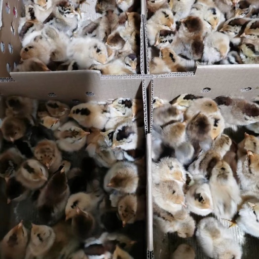 衡阳 良风花鸡苗  良凤花