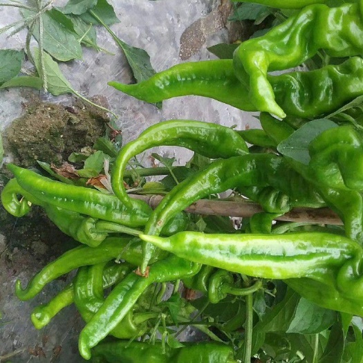 湘研十五号辣椒苗  湖南基地直供高产螺丝椒苗，皱皮椒苗，软皮
