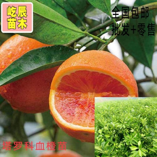 简阳市塔罗科血橙苗  塔罗科血橙8号苗  高度30公分起统苗