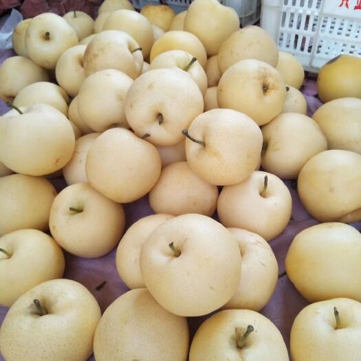 方城县黄金梨