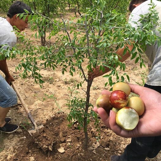 平邑县 大红枣树苗冬枣苗葫芦枣当年结果枣树苗视频看货基地直供量大从优