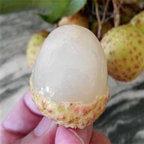 灵山县观音绿荔枝苗  新品观音绿荔枝树苗 原土发货包邮