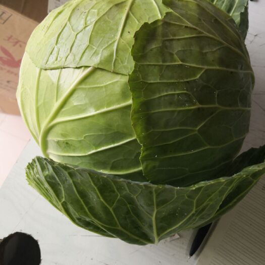 西吉县包菜圆包菜，个头6斤以上，7成熟，需要加工厂老板联系