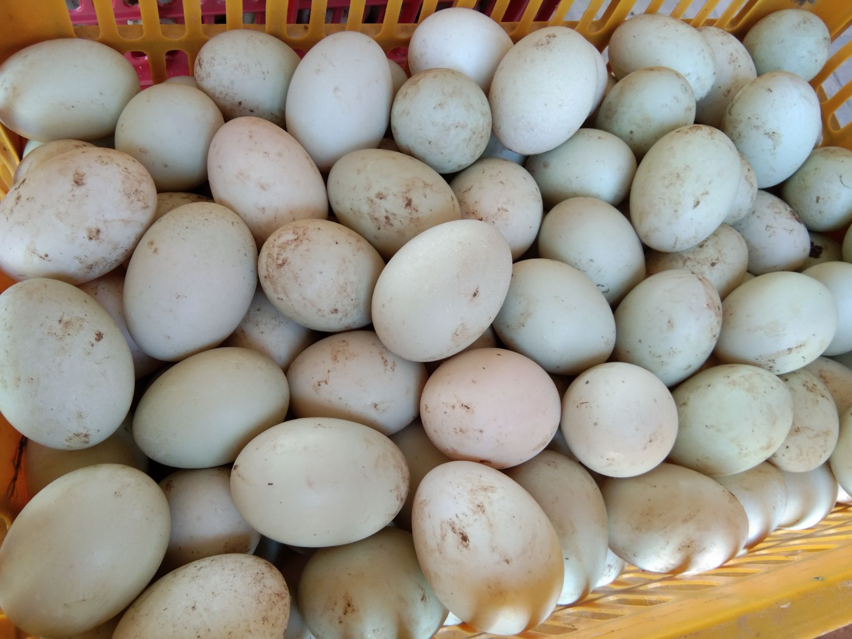  本地鸭蛋    新鲜大个