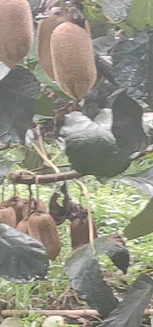 米良1号猕猴桃  绿心猕猴桃上市热销中刚采收进库供货到明年4