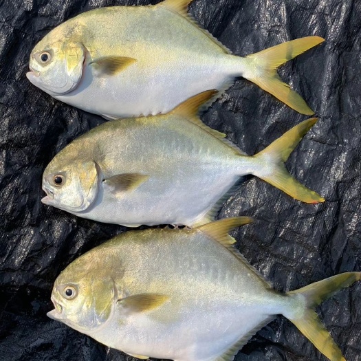  海南临高远洋牧场深海金鲳鱼无公害BAP认证10kg