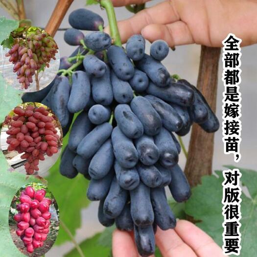 平邑县嫁接蓝宝石葡萄苗美人指葡萄苗青提葡萄苗夏黑葡萄苗葡萄树苗